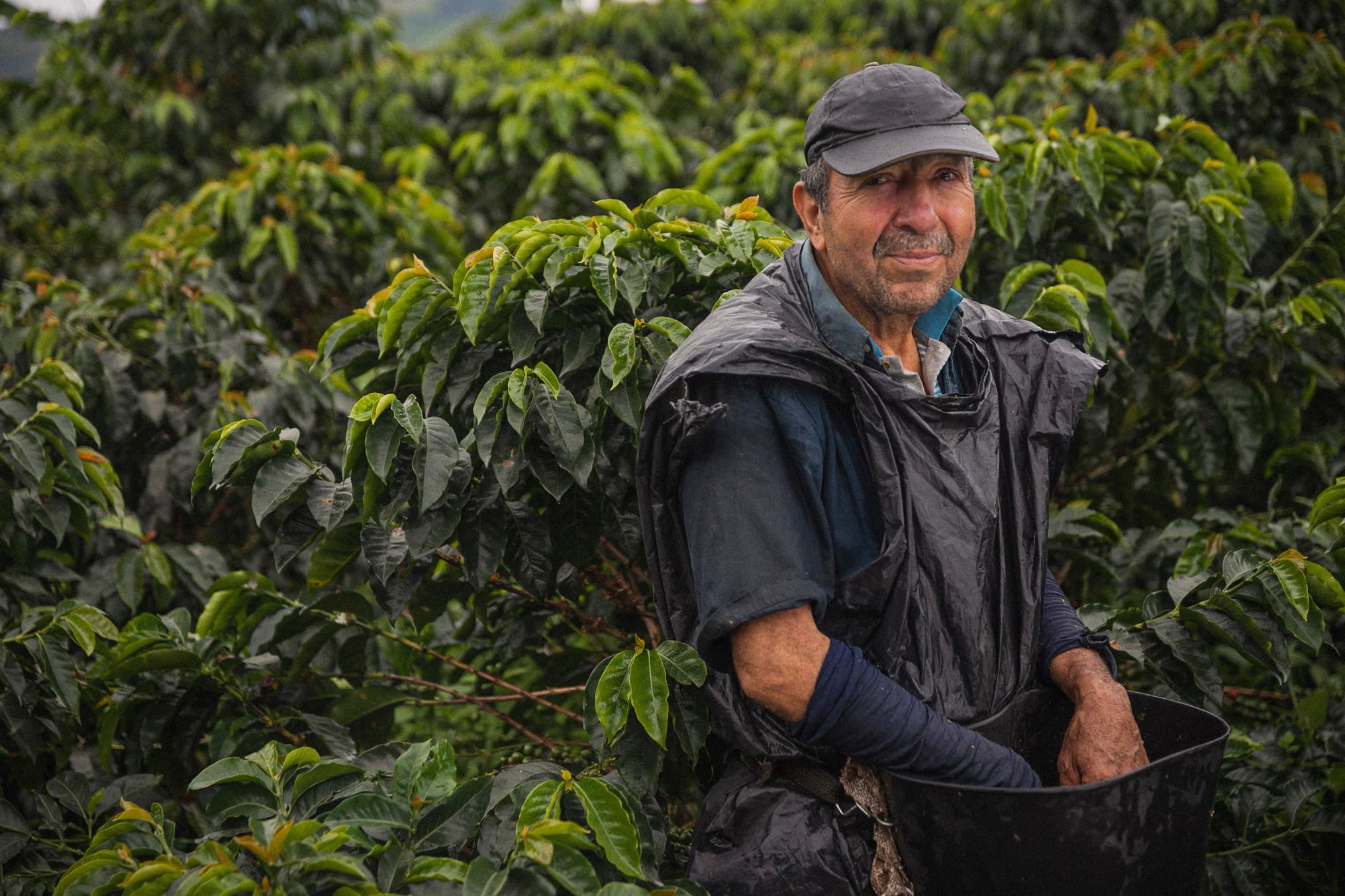 Farmer Harvesting Coffee Beans in Plantation